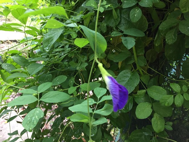 Close-up of plant growing outdoors