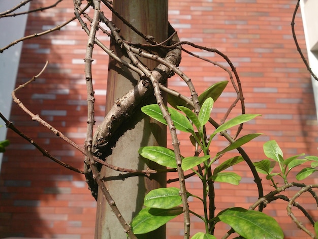 Photo close-up of plant growing outdoors