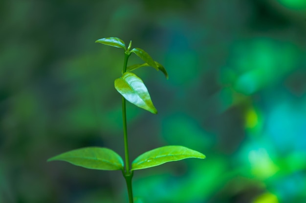 外で育つ植物のクローズアップ