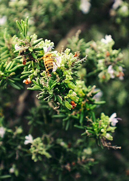 Close-up of plant growing outdoors