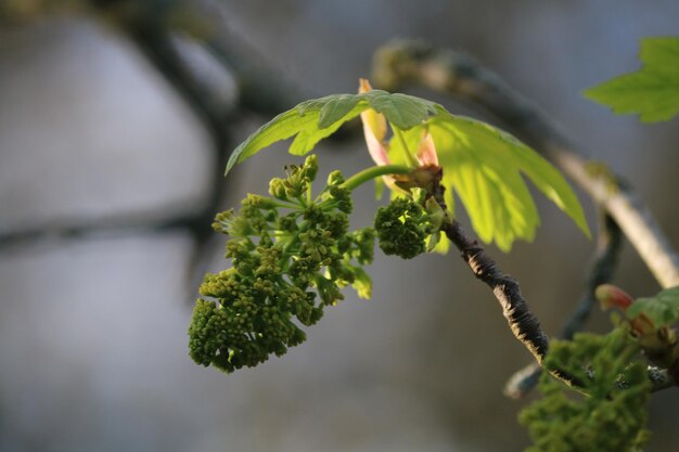 外で育つ植物のクローズアップ