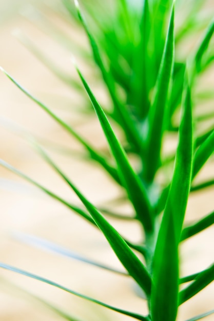 Close-up of plant growing outdoors