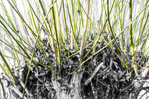 Close-up of plant growing outdoors