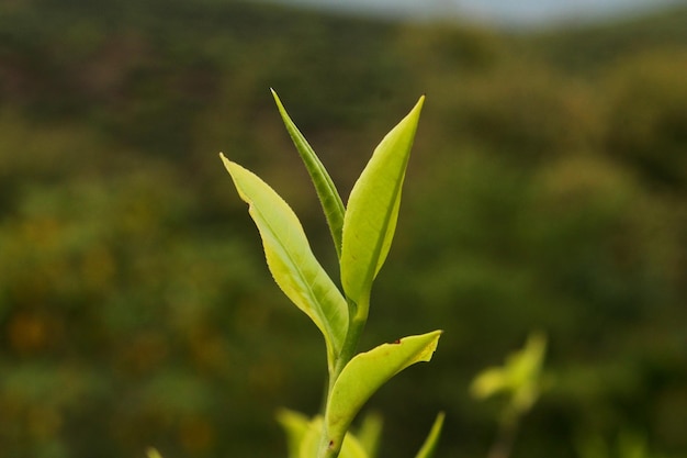 Photo close-up of plant growing outdoors