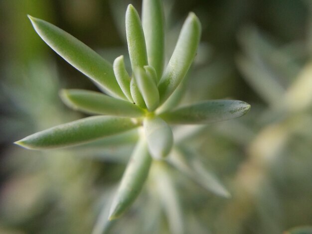 Foto close-up di piante che crescono all'aperto