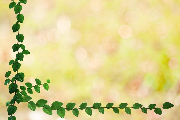 Photo close-up of plant growing outdoors