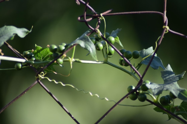 Photo close-up of plant growing outdoors