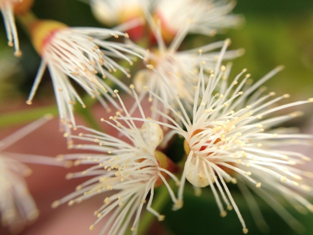 Photo close-up of plant growing outdoors