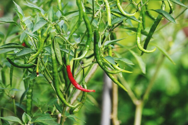 Photo close-up of plant growing outdoors