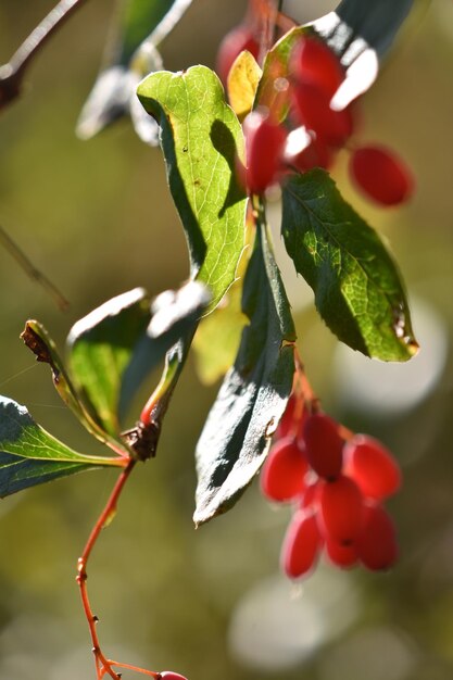 Close-up of plant growing on plant