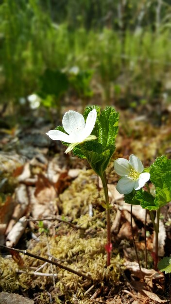 Close-up of plant growing on plant