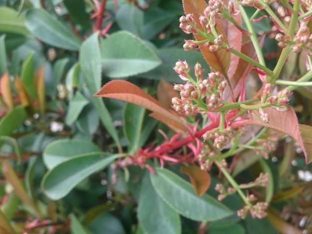 Photo close-up of plant growing on plant