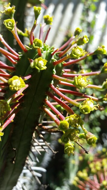 Close-up of plant growing on plant