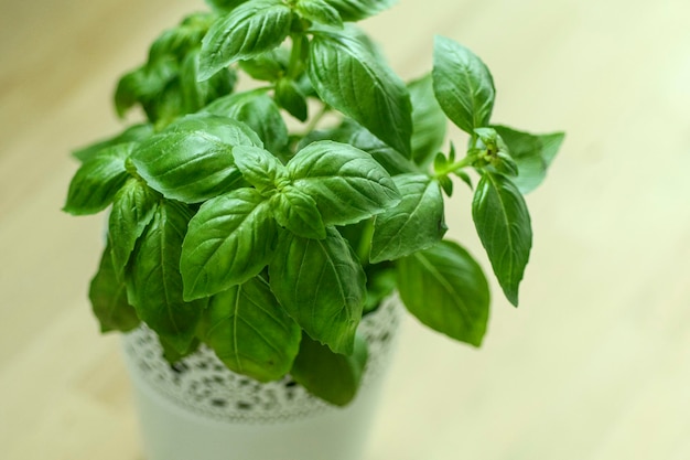 Close-up of plant growing in plate