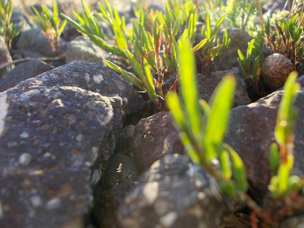 Photo close-up of plant growing on rock