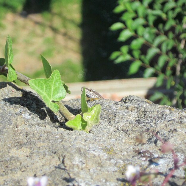 Photo close-up of plant growing on rocks