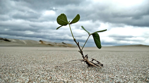 Photo close-up of plant growing on sand against cloudy sky