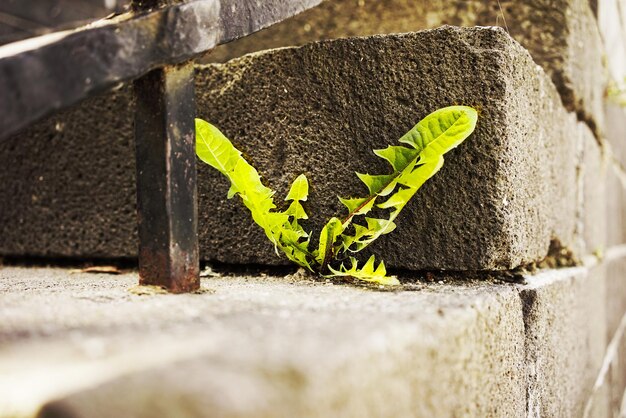 Close-up of plant growing on steps