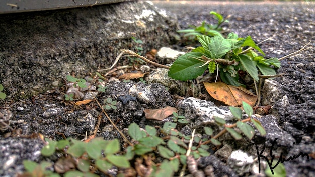 木の幹で成長する植物のクローズアップ