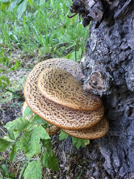 Close-up of plant growing on tree trunk