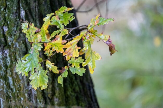 Foto prossimo piano di una pianta che cresce sul tronco di un albero