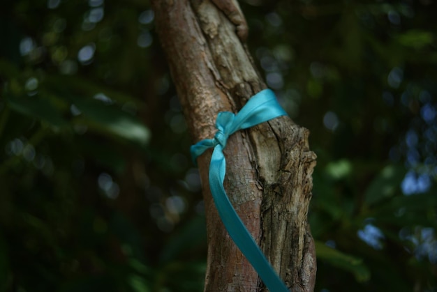 Foto prossimo piano di una pianta che cresce sul tronco di un albero