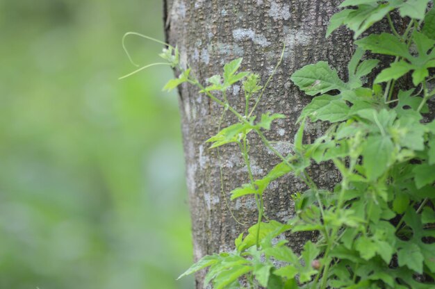 Close-up of plant growing on tree trunk