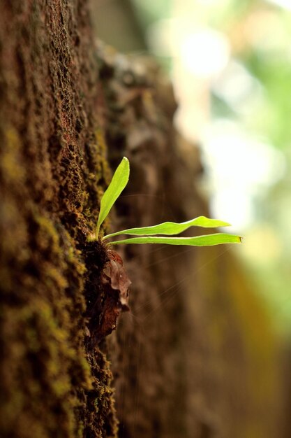 Foto prossimo piano di una pianta che cresce sul tronco di un albero