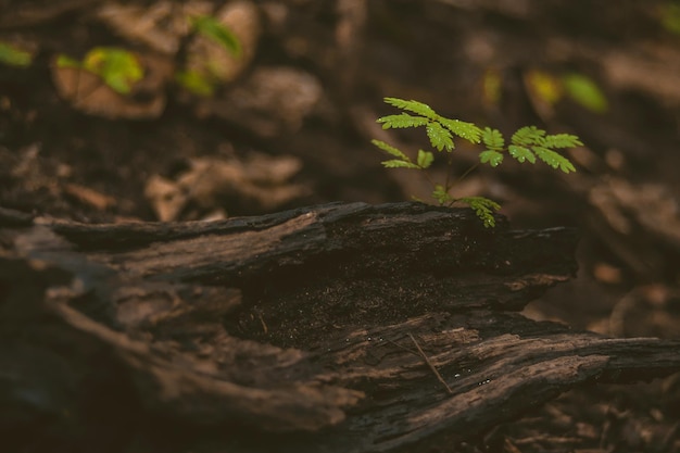 close-up of plant growing on tree