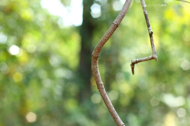 Close-up of plant growing on tree