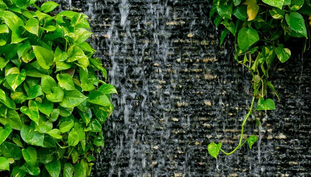 Photo close-up of plant growing on wall