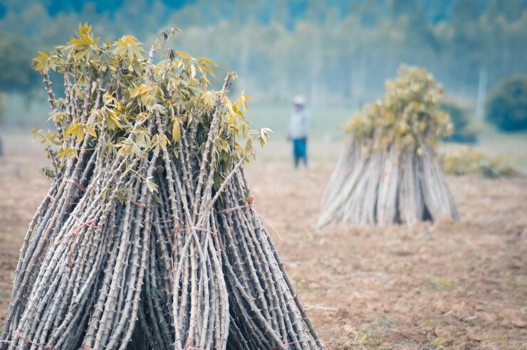 फोटो close-up of plant hanging on field