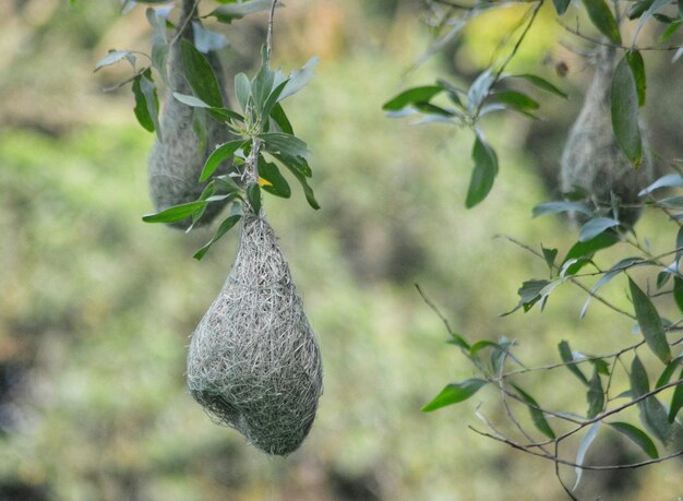 Foto close-up di una pianta appesa ad un albero