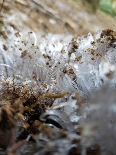 Foto prossimo piano del ghiaccio vegetale