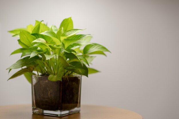 Close up of plant inside glass pot with on table.