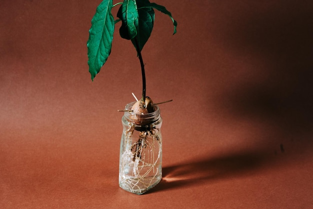 Close-up of plant in jar on table