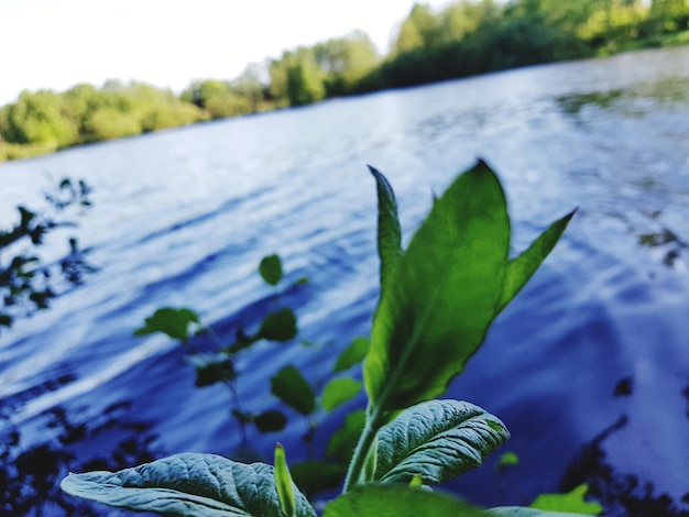 Photo close-up of plant in lake