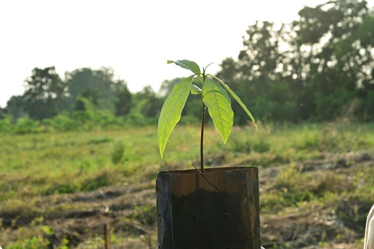 फोटो close-up of plant on land against sky