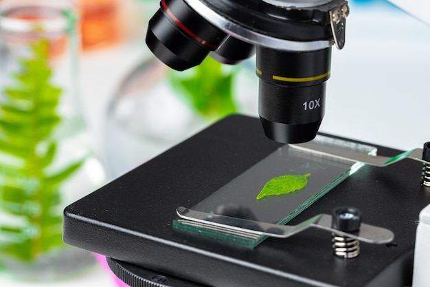 Close up of a plant leaf on a glass slide in a microscope. Biotechnology concept