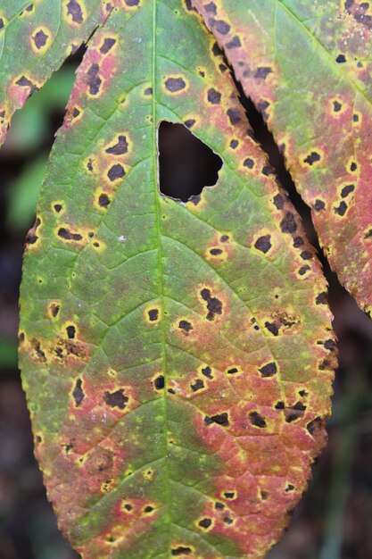 Close-up of plant leaf