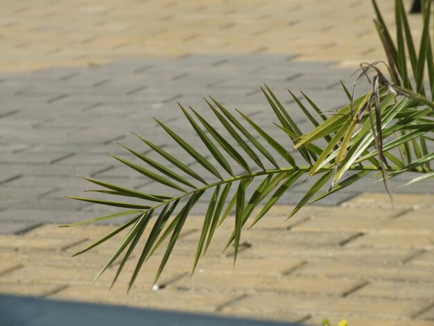 Photo close-up of plant leaf