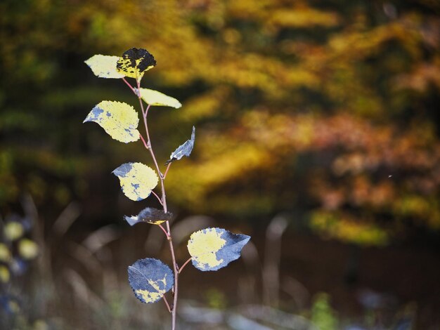 Foto prossimo piano delle foglie delle piante durante l'autunno