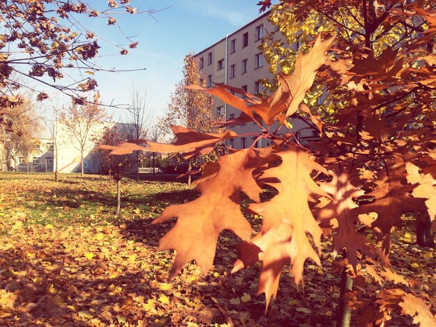 Photo close-up of plant leaves during autumn