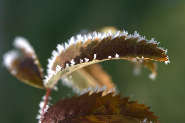 Close-up of plant leaves during autumn