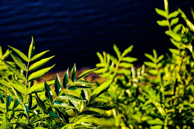 Close-up of plant leaves in lake