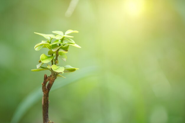 植物の葉のクローズアップ