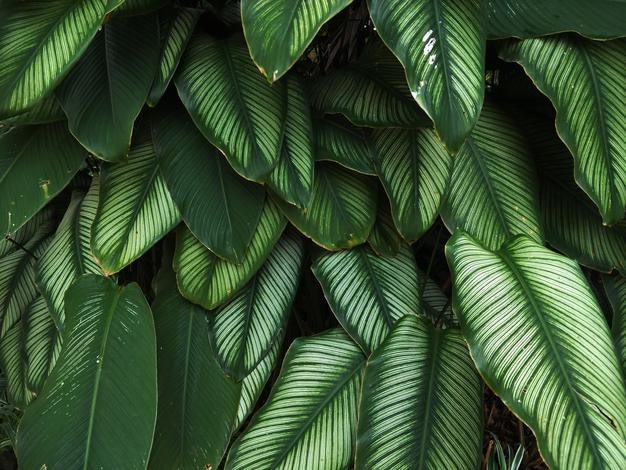 植物の葉のクローズアップ