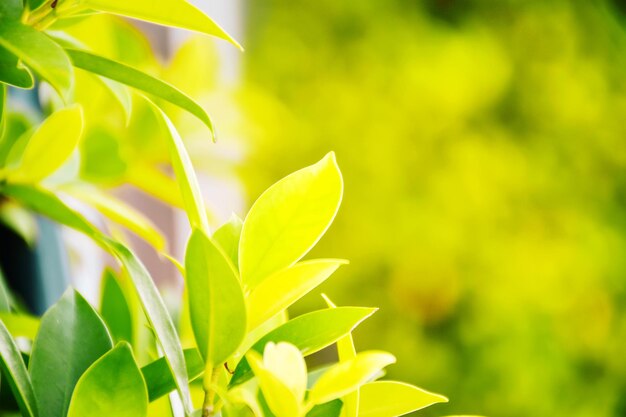 Close-up of plant leaves