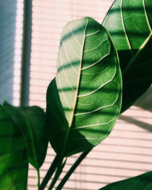 Photo close-up of plant leaves