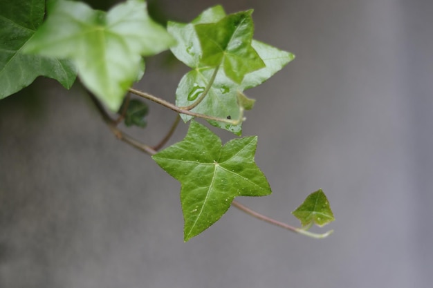 Foto prossimo piano delle foglie delle piante